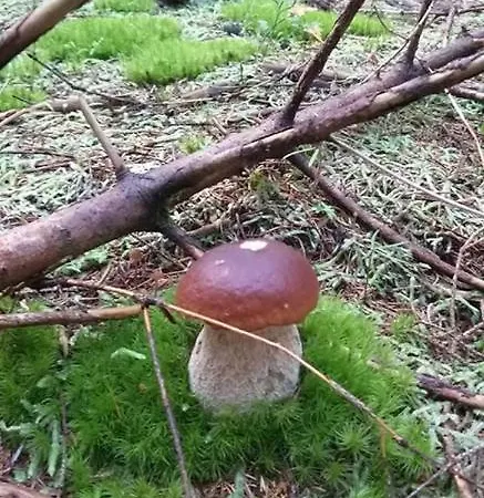 & Jurcek Appartement